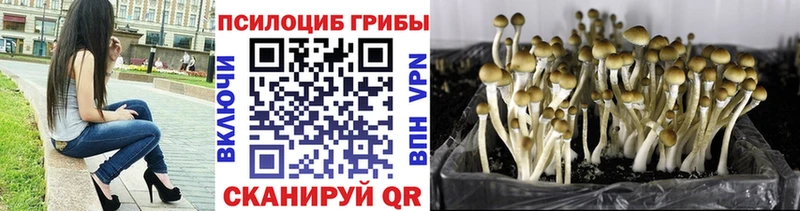 Купить где  Лукоянов  Псилоцибиновые грибы мицелий 